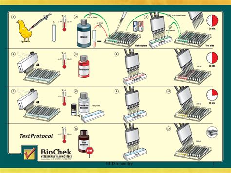Image result for Visual Elisa Protocol