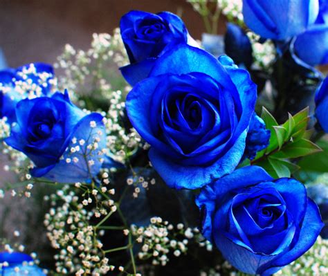 Types Of Royal Blue Flowers at Louis Mcknight blog