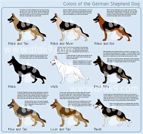 Different colors if GSD | German shepherd colors, German shepherd dogs ...