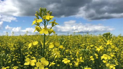 Canola growth stages | Canola Encyclopedia
