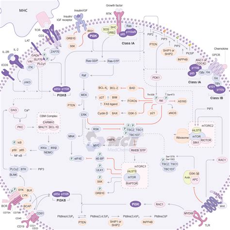 Image result for PI3K Pathway
