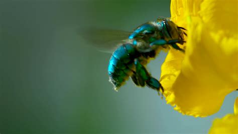 Image result for The Python Queens All Episodes