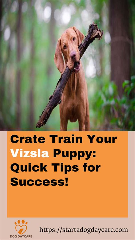 Effective puppy crate training schedule – Artofit