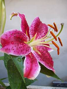 gigli fiore il linguaggio dei fiori jessicaugolotti gigli fiore il linguaggio dei fiori jessicaugolotti