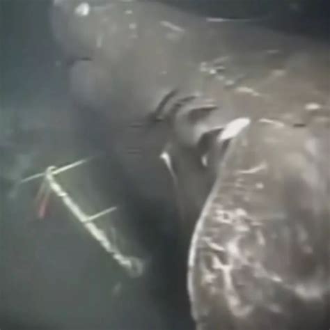 Mariana Trench Megalodon Findings Discovering Mariana Trench