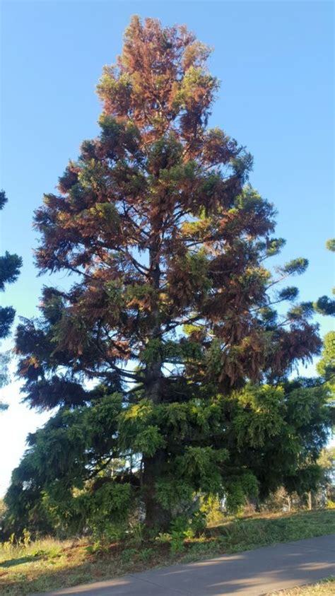 Araucaria cunninghamii - Hoop Pine | Royal Botanic Garden Sydney