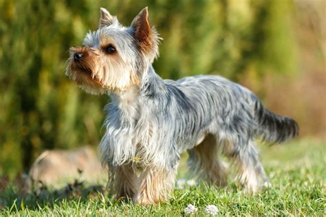 Gray Dog Breeds: A Guide to Various Shades and Characteristics – Woof ...