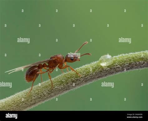 Winged queen ant hi-res stock photography and images - Alamy