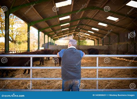 Rear View of Mature Male Farm Worker Checking on Cattle in Barn Stock ...