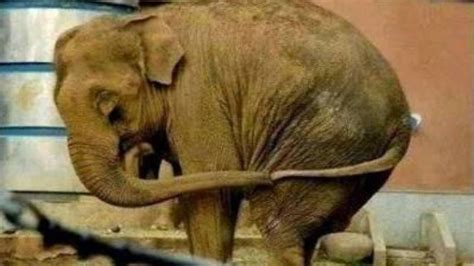 Petition · Ban zoos' in India - India · Change.org