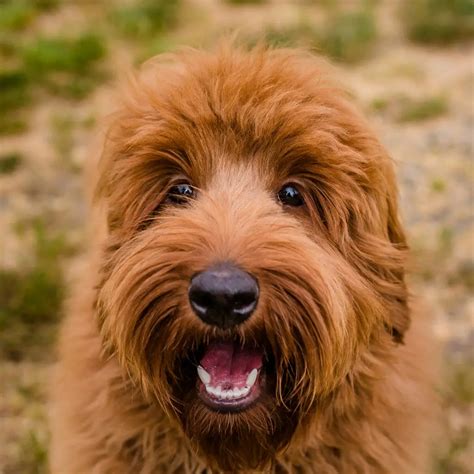 Labradoodle Colours and Patterns Explained – Van Isle Labradoodles