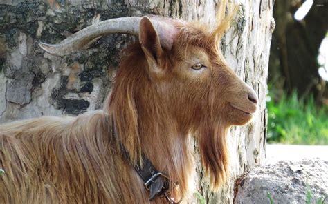 Image result for Goat Cheese Making Process