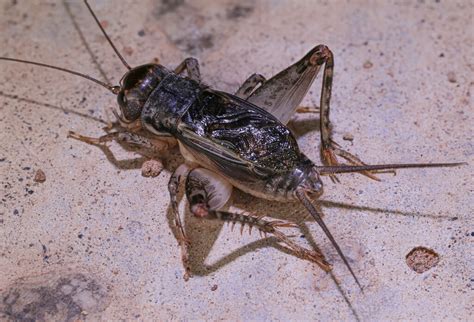 Mormon Crickets 的图像结果