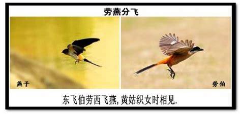 燕燕于飞是什么意思（燕燕于飞之子于归的寓意） – 碳资讯