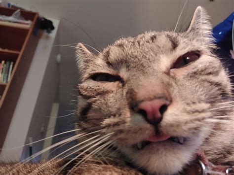 Weird Pictures Of Cats