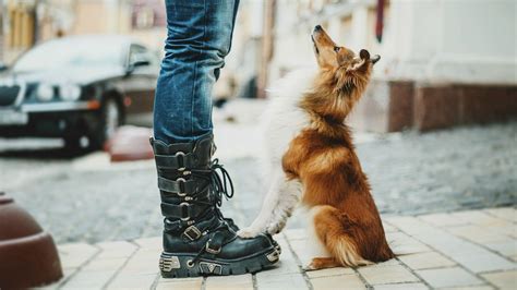 Is Spirit Pet Friendly at Jenny Ingram blog