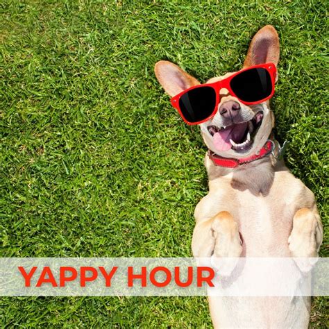Yappy Hour 🐶, Delmar Maker District, St. Louis, 3 May 2025 | AllEvents