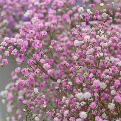 Gypsophila Paniculata Plants for Sale | Baby's Breath Pink – Easy To ...