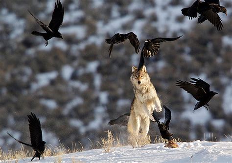 Image result for Introduction of Wolves in Yellowstone