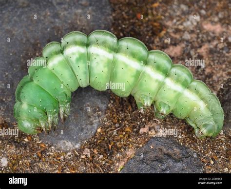 Bright green caterpillar hi-res stock photography and images - Alamy