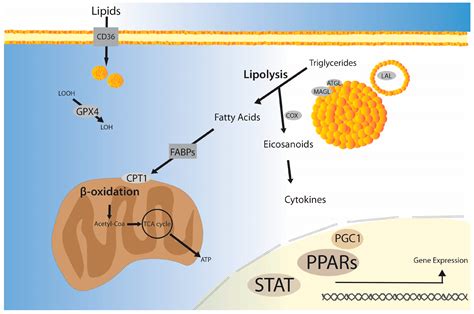 Impact of Lipid Metabolism on Macrophage Polarization: Implications for ...