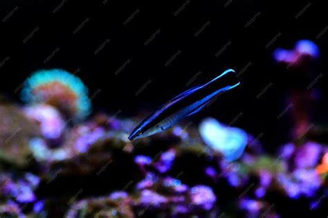 Premium Photo | Bluestreak cleaner wrasse - labroides dimidiatus