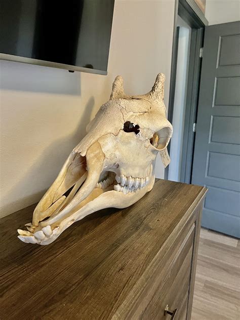Giraffe skull I picked up over the weekend : r/skulls