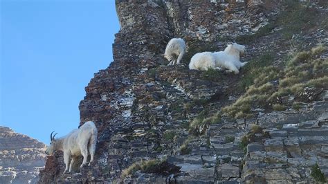 Mountain Goat Climbing