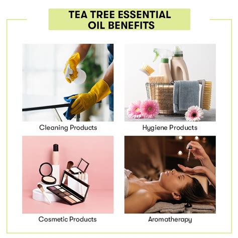 Buy Tea Tree Oil Online at Best Price in India | Tea Tree Bulk ...