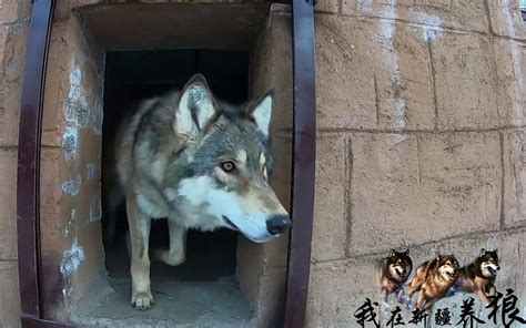 狼的亲密行为温柔甜蜜的亲亲(*￣3￣) #... 来自狼王_Wolf - 微博 | Wolf dog, Wolf pictures, Wolf ...