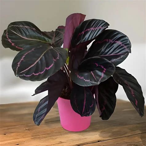 Calathea Roseopicta plants – Haven plant
