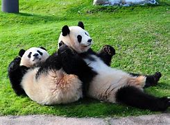 Image result for Cute Baby Animals Panda