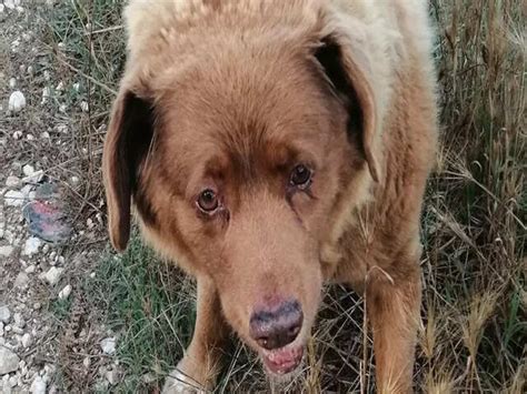 Life expectancy (12-14 years) - Meet the world's oldest dog, Bobi | The ...