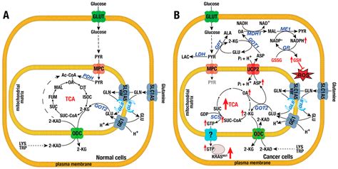 The Role of Mitochondrial Solute Carriers SLC25 in Cancer Metabolic ...