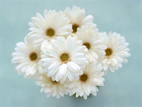 White Colour Flowers Images Download at John Richard blog