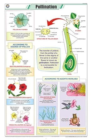 Buy STB26 | TEACHINGNEST | Pollination Chart (58x90cm) | Botany Chart ...