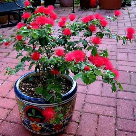 Fair Nursery Calliandra Plant (Hybrid, Pack of 84) : Amazon.in: Garden ...