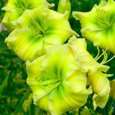 Siddhi Vinayak Gallery® Imported Veriety Mixed colour Daylily Flower ...