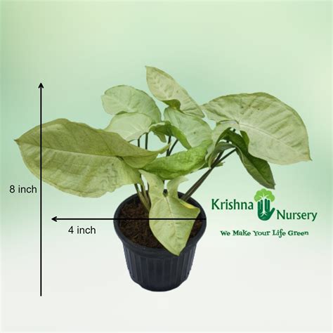 Madhumalti Plant