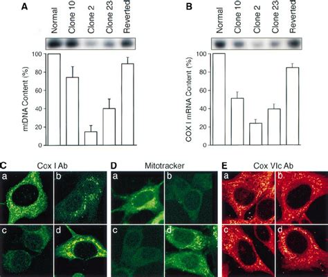 Image result for Example of mtDNA
