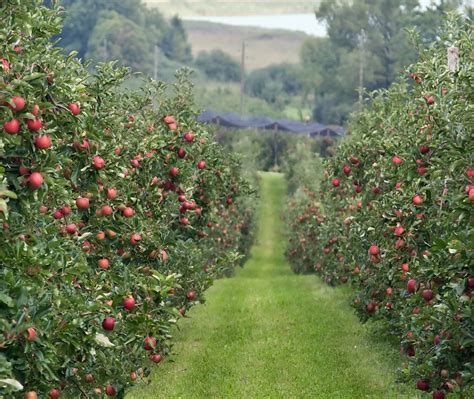 fruit orchard pictures
