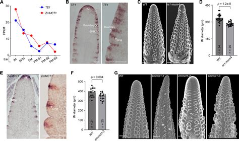Progressive meristem and single-cell transcriptomes reveal the regulatory mechanisms underlying ...