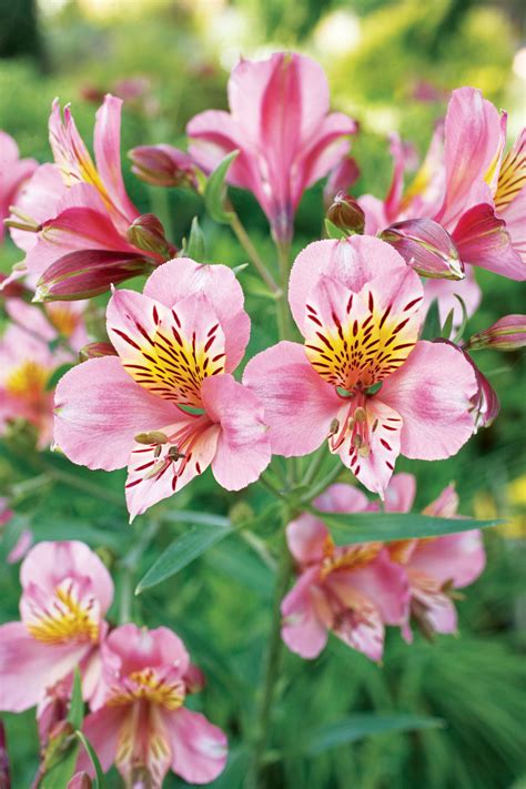 12 Gorgeous Alstroemeria - Sunset Magazine