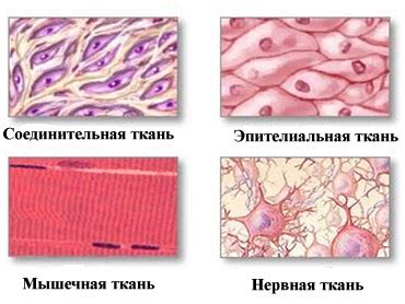 Ткани — урок. Биология, 9 класс.