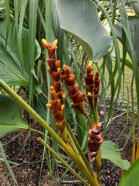 Monocots 的图像结果