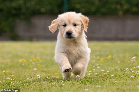 US state records first case of 100% deadly rabies for the first time in ...