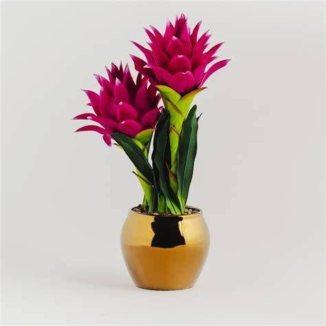 Stroik Guzmania | home&you