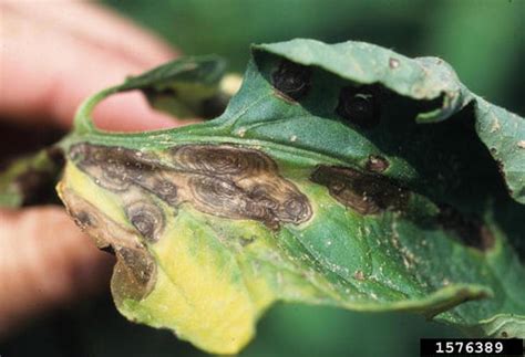 How to save your plants from Blight and Bacterial Spot? – TrustBasket