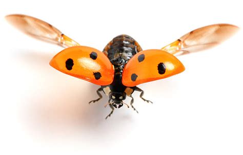 Image result for Ladybug Insect Flying