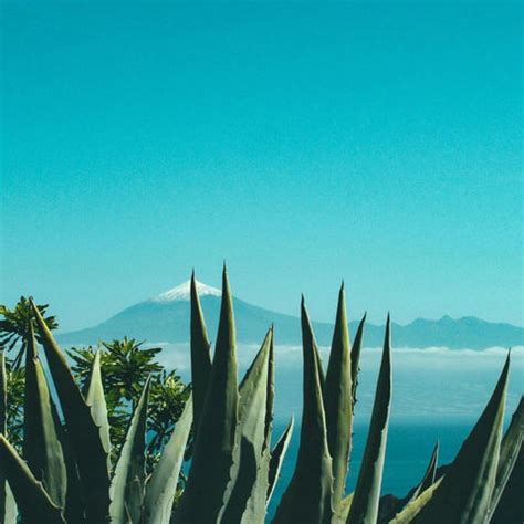 VIRGIN ALOE | 99% Cold Pressed Aloe Vera | Healing Theory